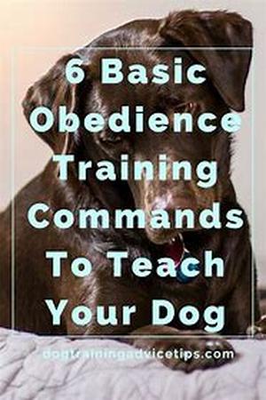Dog Training - How To Train Your Dog For A Better Life
