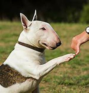 Pit Bulls Are Worthy Pets