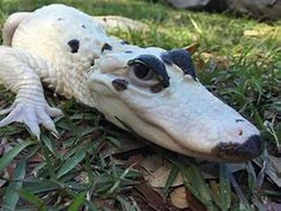 About Horse Saddles and Horse Blankets