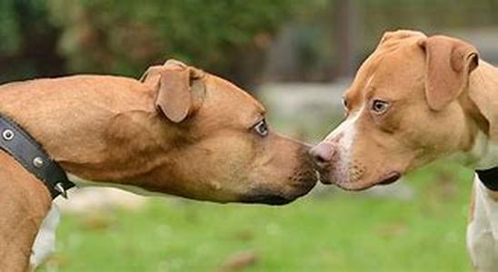 All The Things You Should Know About Your Dog - But Don't Want To Talk About