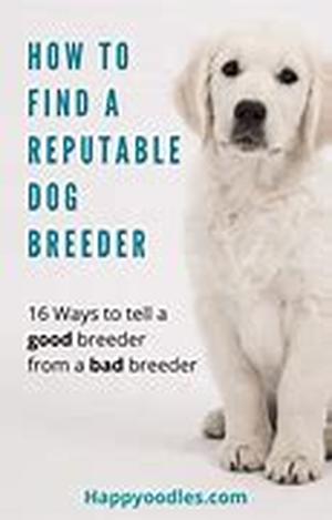 Tips For Housebreaking Your Pit Bull Terrier Puppy Dog
