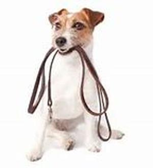 How Important Is Pet Dental Care