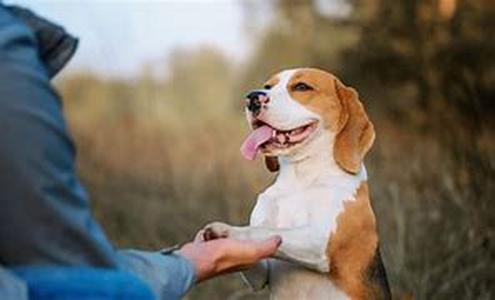 What Is The Best Dog Collar