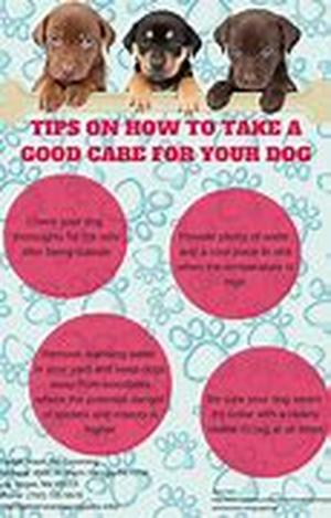 Dog Behavior Training For Your New Pet