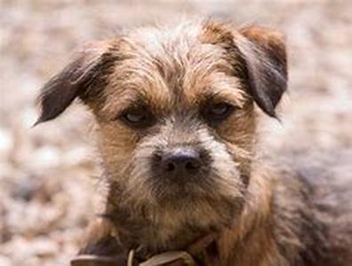 Lyme Disease In Dogs Is A Serious Matter