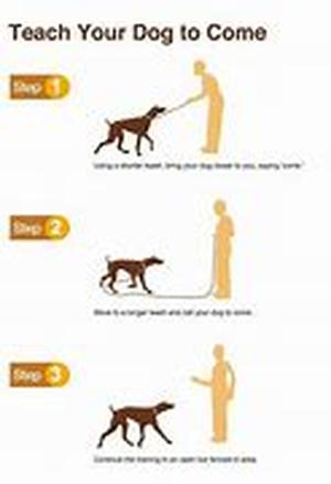 Dog Training part III - Communicating with the dog