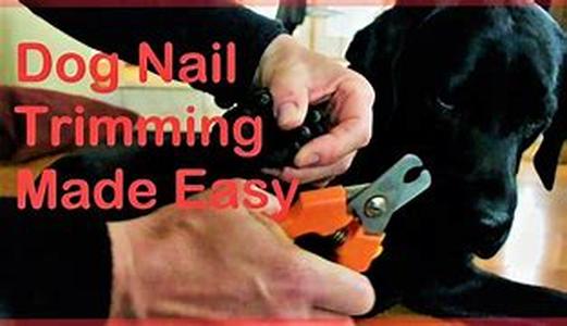 Train Your Pit Bull Terrier: Whistle Dog Training