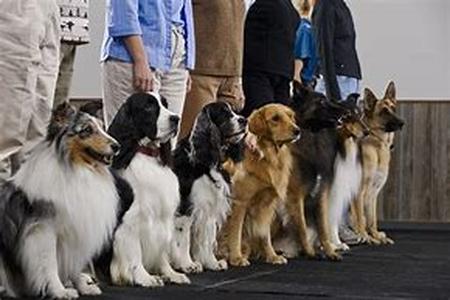 Dog House Building And Buying Guide