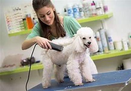 How A Dog Obedience School Changed My Life
