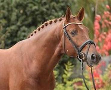 Horses - Secretariat - The Legacy