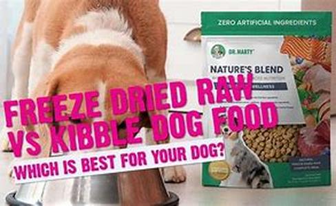 Why Your Dog Barks