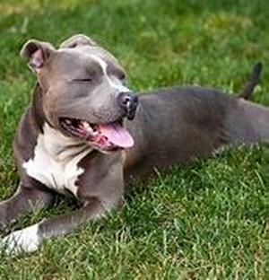 Dog Obedience Training Schools can Correct Obedience Problems with the Right Lessons