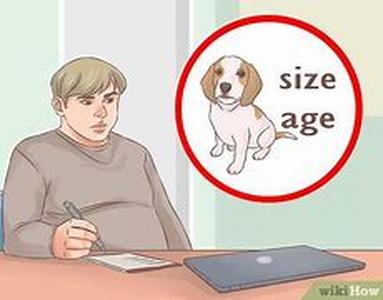 How To Keep Your Dog Mentally Stimulated