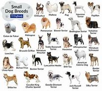 Keeping Your Dog From Jumping