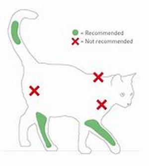 Keeping Pets In Mind When Making Disaster Preparations