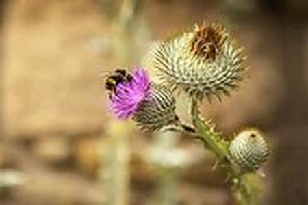 Know Your Flower Essences  Studies on flower essences suggest that some illnesses are a result of an imbalance or negativity of ones soul and that the extracts of diluted flower and plants can balance the negativities on spiritual and emotional level