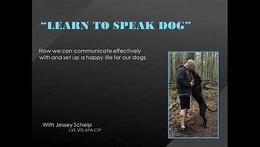 Learning The Basic Commands Of Dog Training