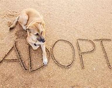 Adopting A Dog Leash Training