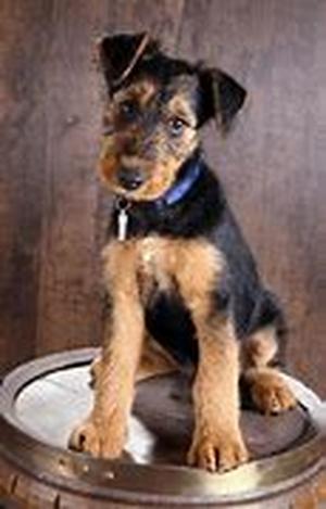10 Most Important Tips To Training Your Puppies