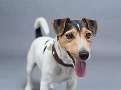Does Your Dog's Diet Need to Include Supplements