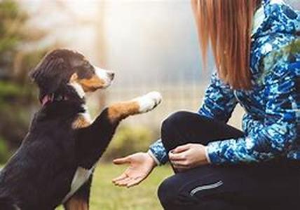 Dog Supplements