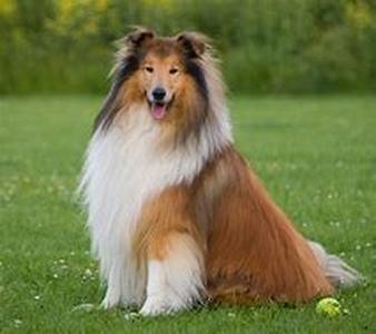 Techniques in House Training your Dog