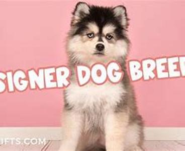 Dental Care For Dogs