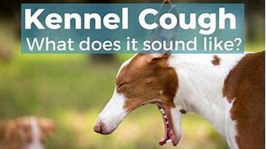 Jake The Border Collie Tells His Tales