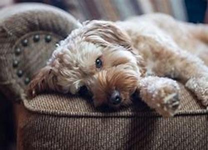 Soft Or Hard Dog Food  Which Is Best