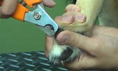 Dogs Need Good Food Too  Your Guide To Your Dogs Diet