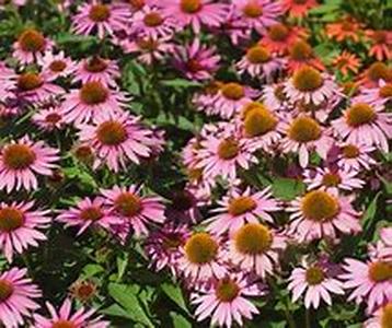 Basic Information about the Different Parts of a Flower  Flowers never cease to amaze people with their natural beauty that every time we see a garden full of blooming flowers, we feel this sudden urge to pick one if not for the warning sign that does not
