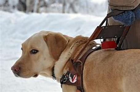 Adopting A Dog  Companion Dogs