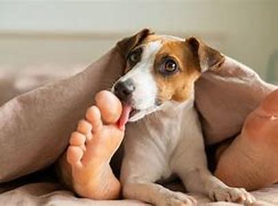 Dog Training Tips