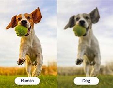 things that new and old dog owners should know
