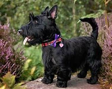 The Rewards of Keeping your Pet Safe