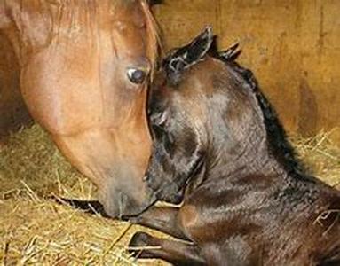 Are Horse Blankets Really Necessary