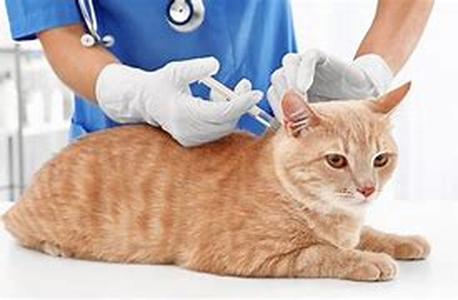 Do I Need Pet Health Insurance for My Kitty