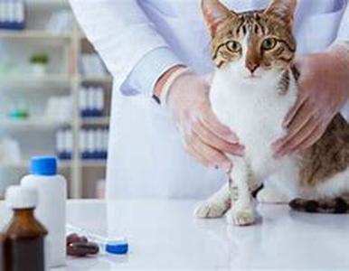 Disease watch and how to get rid of them