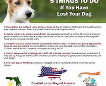 Motorcycle Pet Carrier Dangers and How to Avoid Them