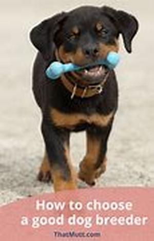 Tips For Making Your Own Homemade Dog Meals and Treats