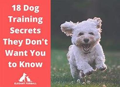 Dog Training for Proper Behavior