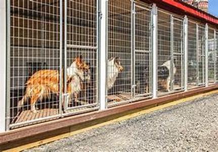 Is Your Dog Annoying The Neighbors