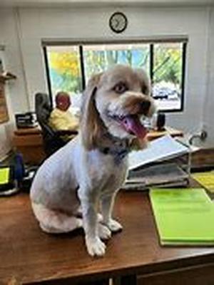 Getting the Best Deal out of Pet Insurance Policies