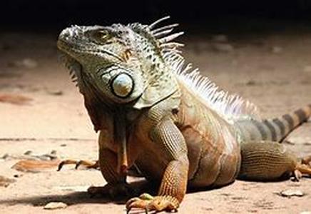 Iguana Health