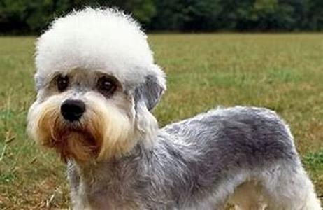Keeping Your Dog Safe On the Road