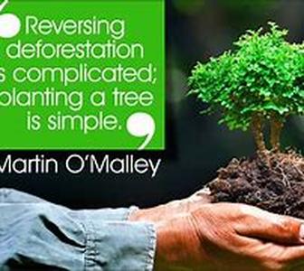 Deforestation Facts And Details
