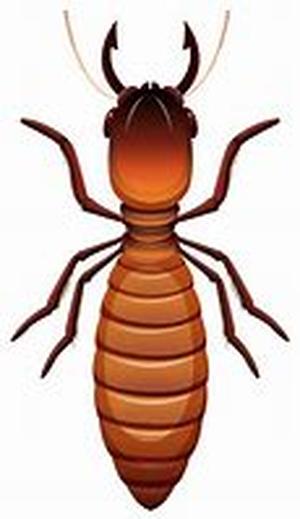 Termite Damage