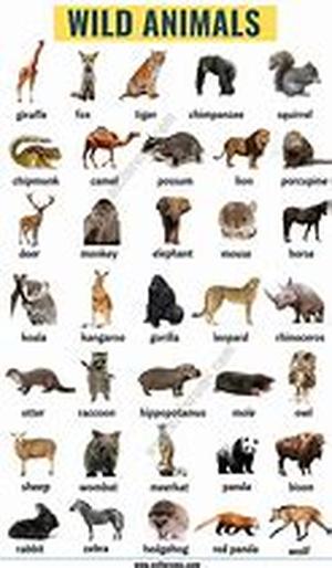 Owning a pet is often a greater responsibility than many children and adults anticipate