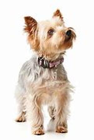 The Dog of the Highlands: West Highland White Terrier