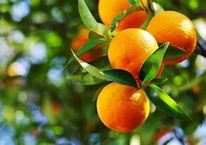 pH miracle diet basics